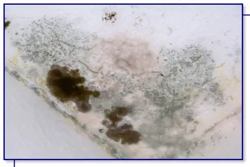 Schimmel Aussenecke im Deckenbereich