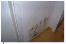 Schimmel nach Wasserschaden